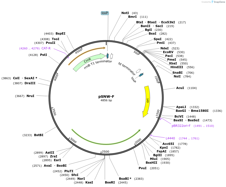 256400-plasmid-map-sequence-id-521460