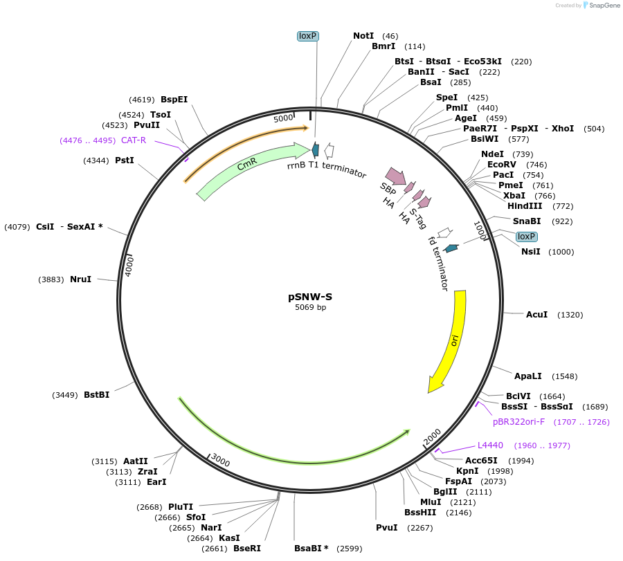 256399-plasmid-map-sequence-id-521475