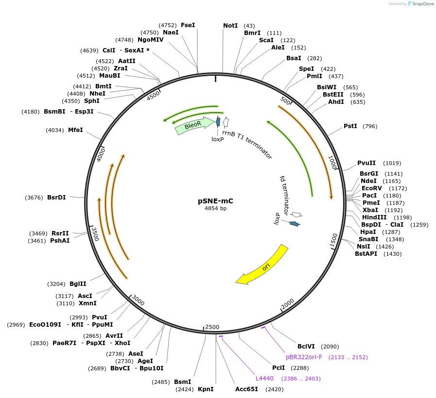256410-plasmid-map-sequence-id-521477