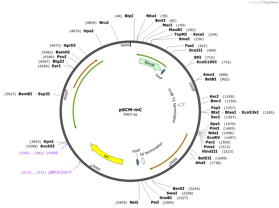 256398-plasmid-map-sequence-id-521478