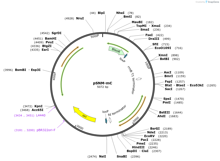 256394-plasmid-map-sequence-id-521480