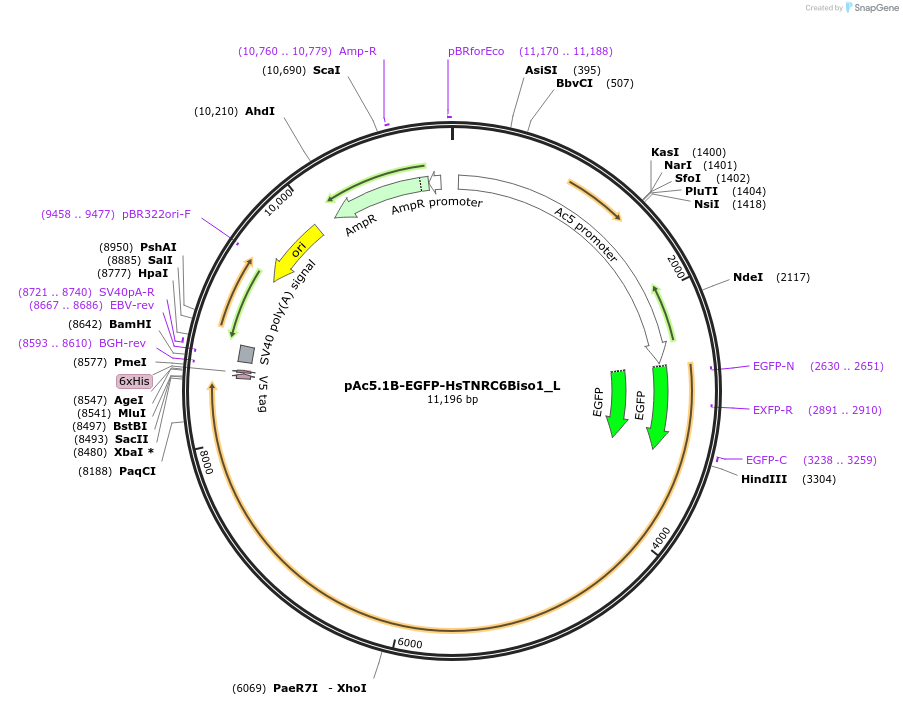 146847-plasmid-map-sequence-id-521482