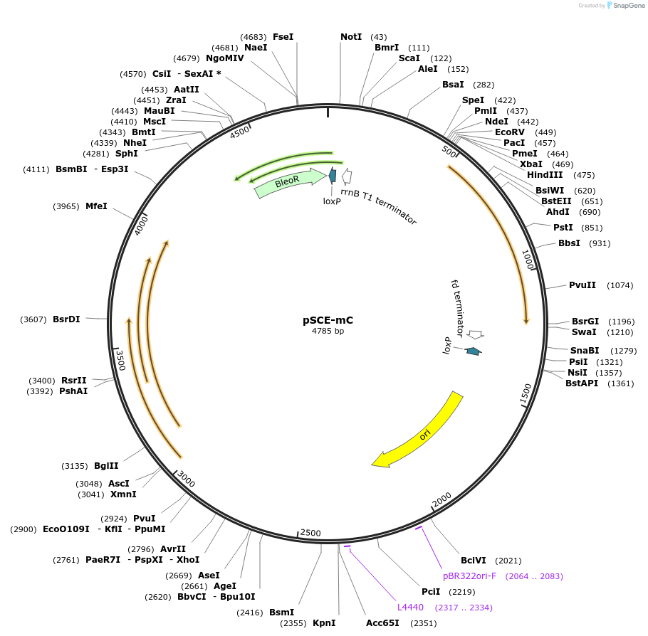 256414-plasmid-map-sequence-id-521483