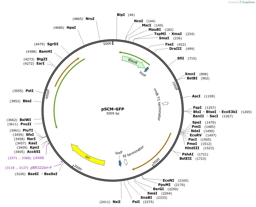 256397-plasmid-map-sequence-id-521486