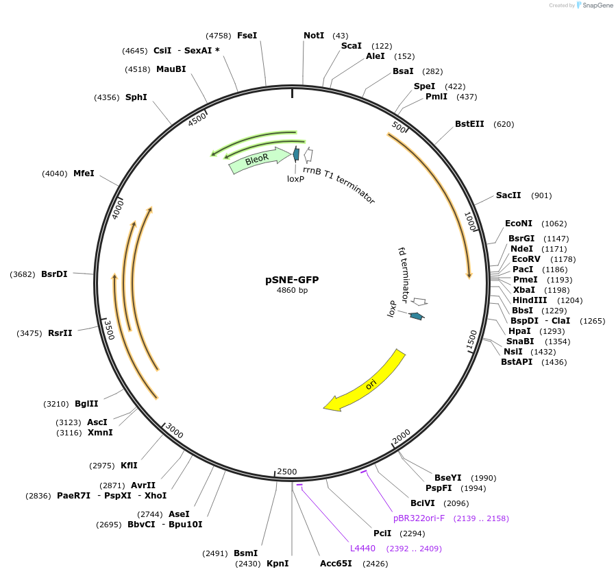 256409-plasmid-map-sequence-id-521492