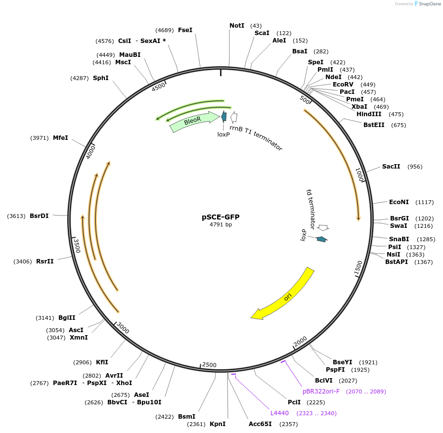 256413-plasmid-map-sequence-id-521498