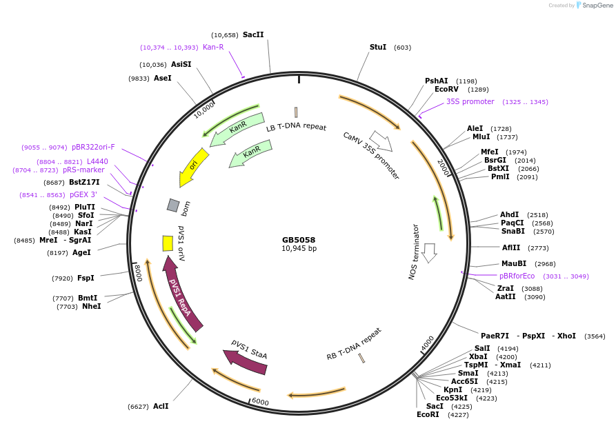 256557-plasmid-map-sequence-id-521501