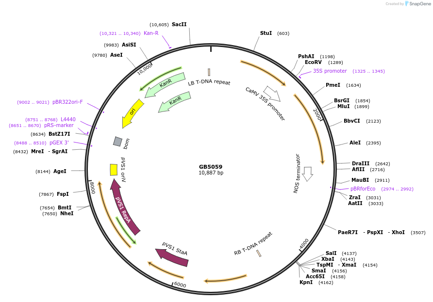256558-plasmid-map-sequence-id-521506