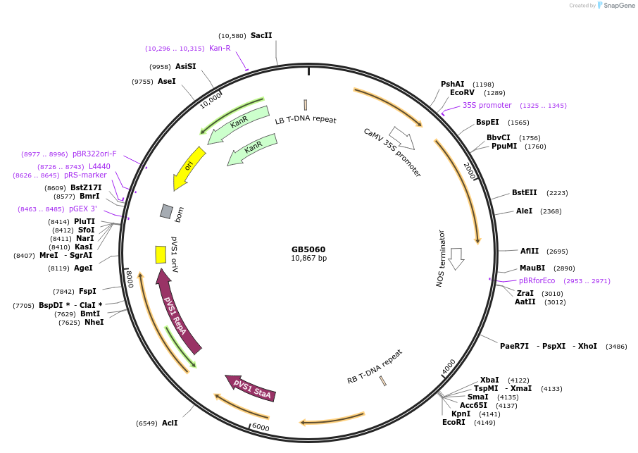 256559-plasmid-map-sequence-id-521526