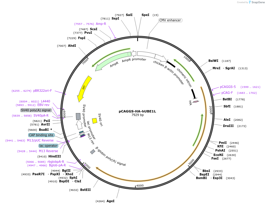 12438-plasmid-map-sequence-id-521527