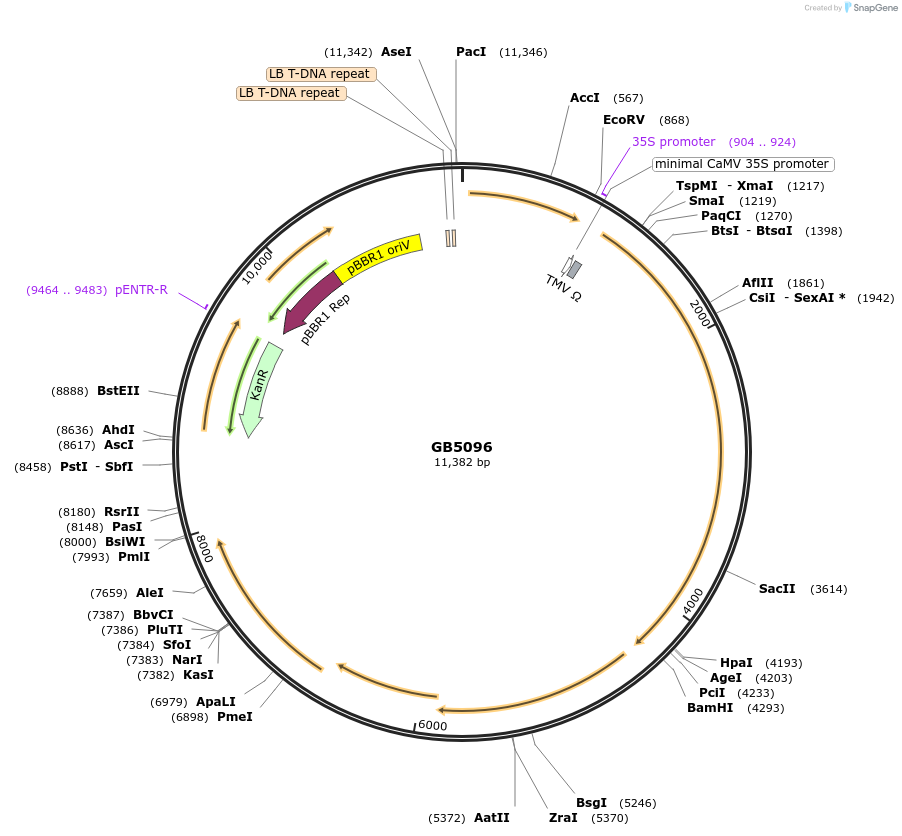256561-plasmid-map-sequence-id-521528