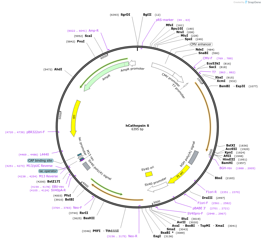 11251-plasmid-map-sequence-id-521529
