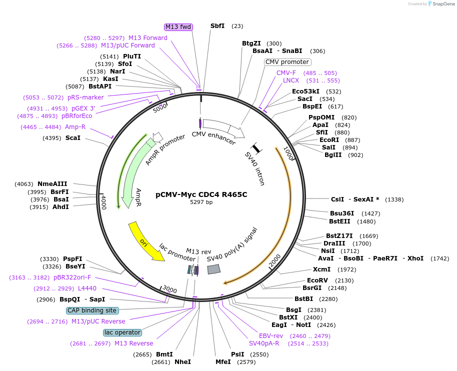 16653-plasmid-map-sequence-id-521530