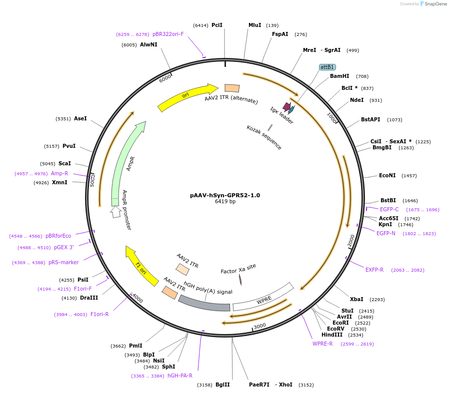 260448-plasmid-map-sequence-id-521531