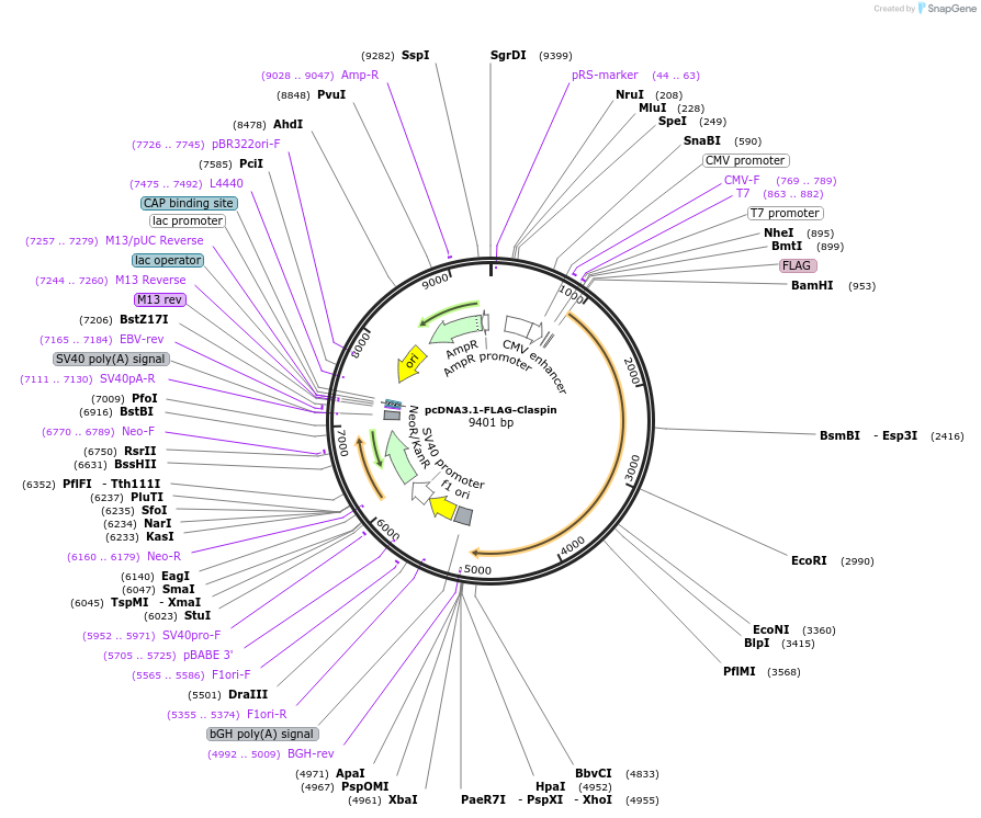12659-plasmid-map-sequence-id-521532