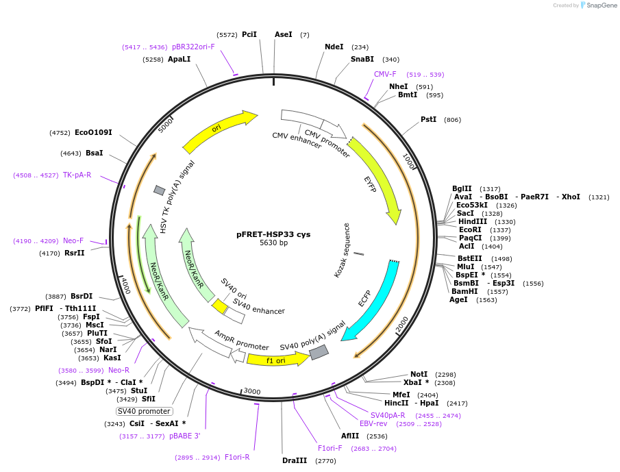 16076-plasmid-map-sequence-id-521534