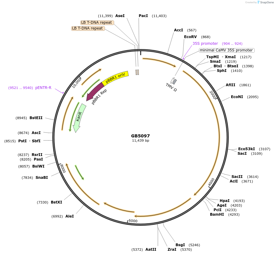 256562-plasmid-map-sequence-id-521549