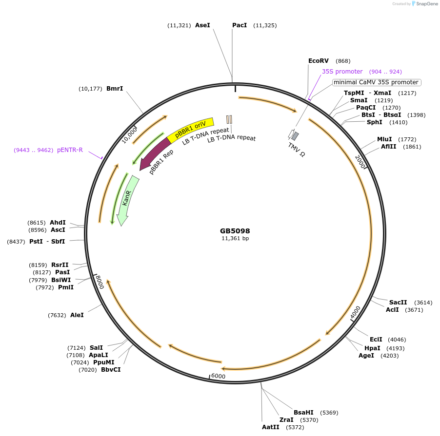 256563-plasmid-map-sequence-id-521550