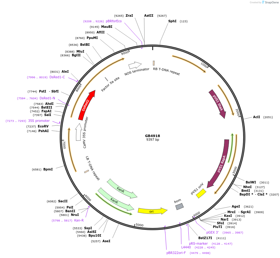 256569-plasmid-map-sequence-id-521584
