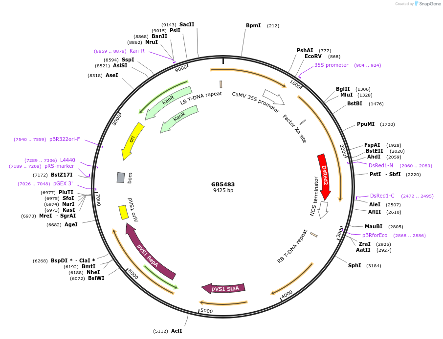 256570-plasmid-map-sequence-id-521585