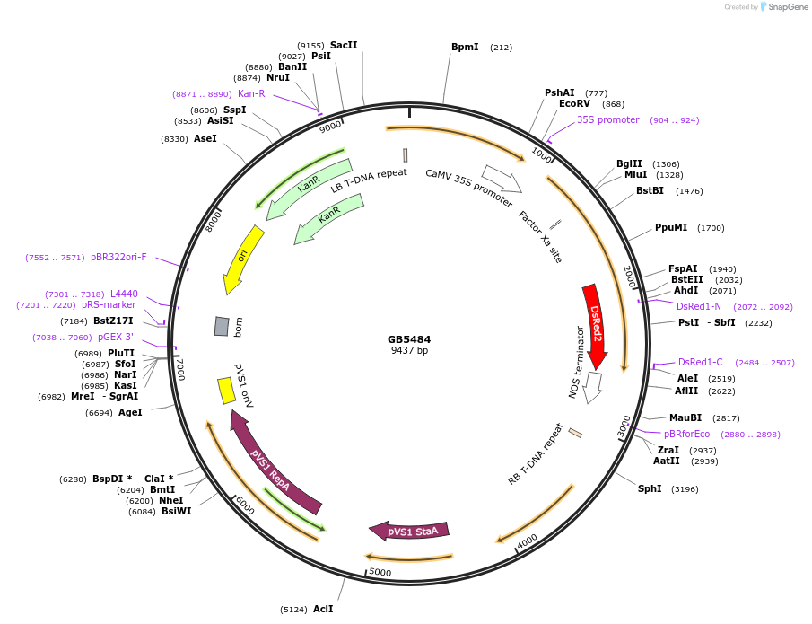 256571-plasmid-map-sequence-id-521588