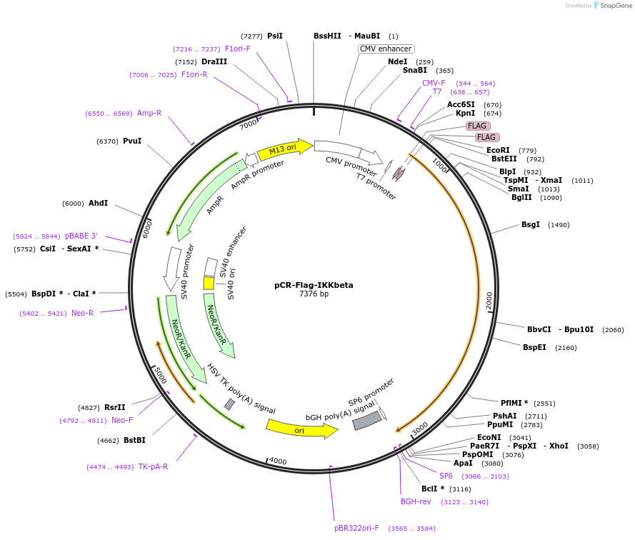 15465-plasmid-map-sequence-id-521589