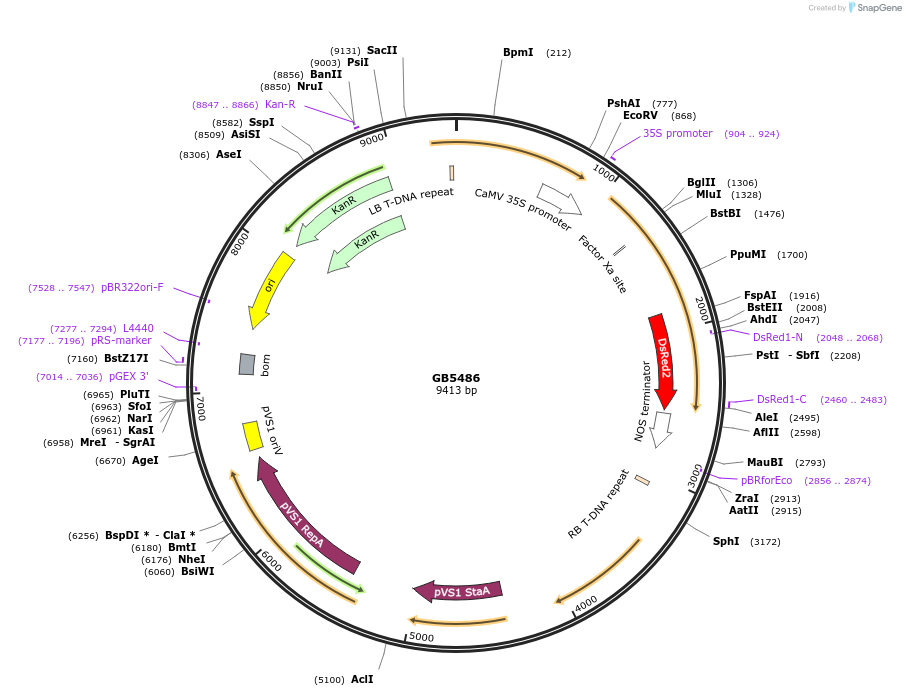 256573-plasmid-map-sequence-id-521590