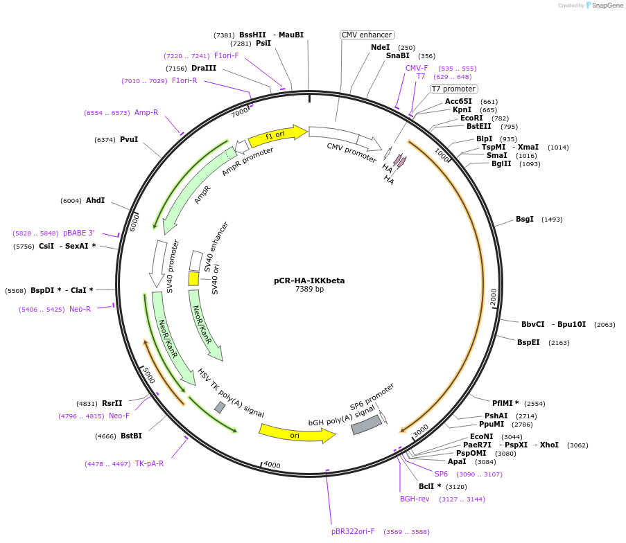 15470-plasmid-map-sequence-id-521591