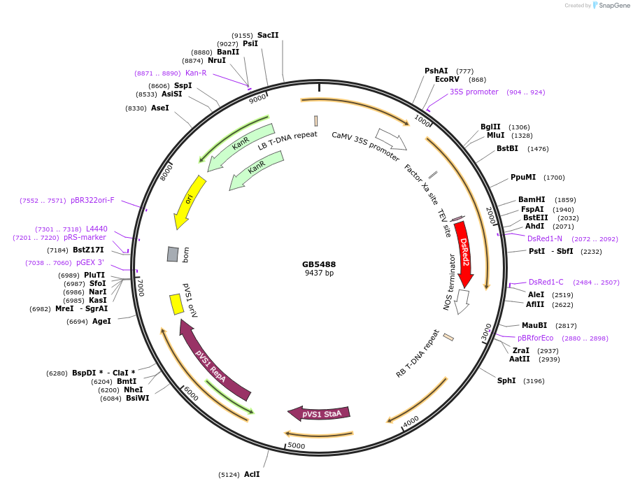 256575-plasmid-map-sequence-id-521592