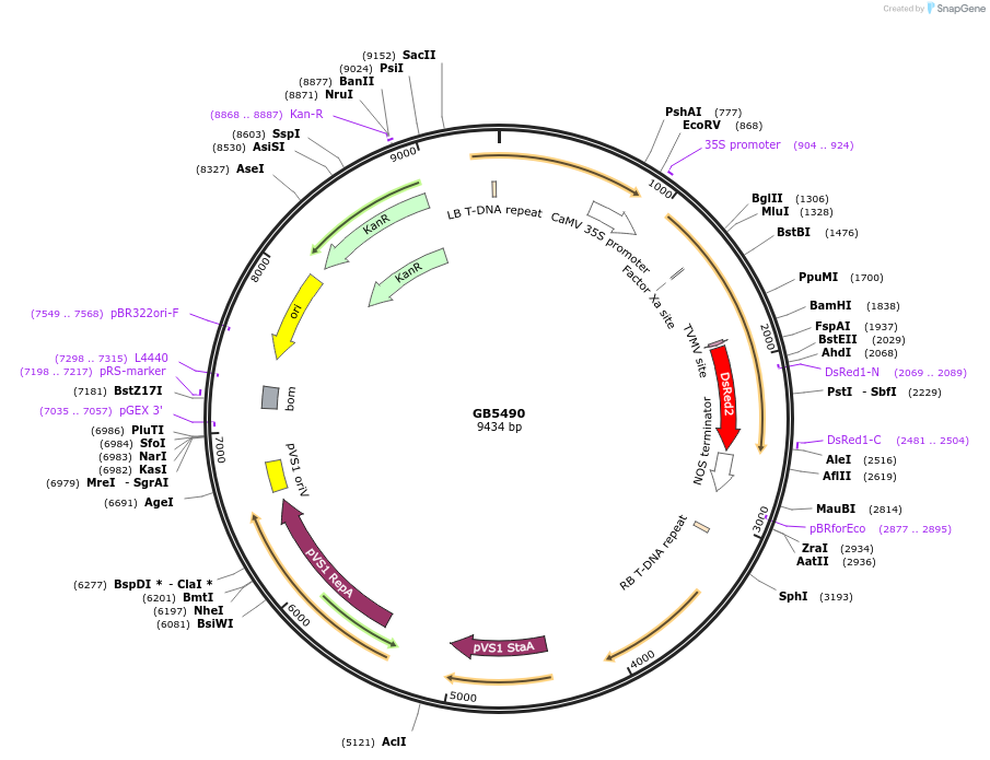 256577-plasmid-map-sequence-id-521596