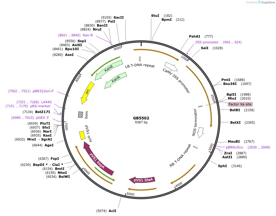 256579-plasmid-map-sequence-id-521599