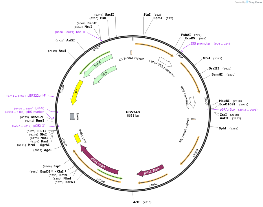 256581-plasmid-map-sequence-id-521602