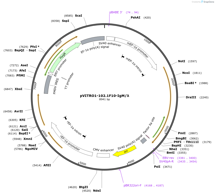 61880-plasmid-map-sequence-id-521607