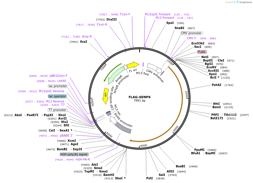 18065-plasmid-map-sequence-id-521620