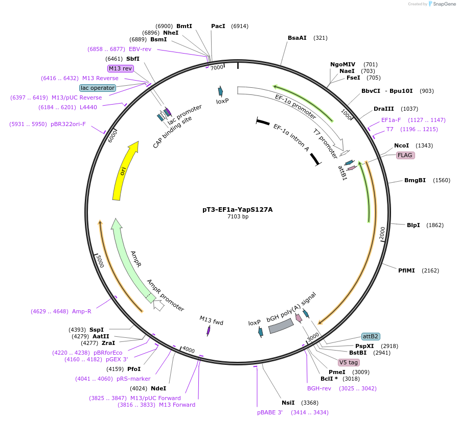 46049-plasmid-map-sequence-id-521621
