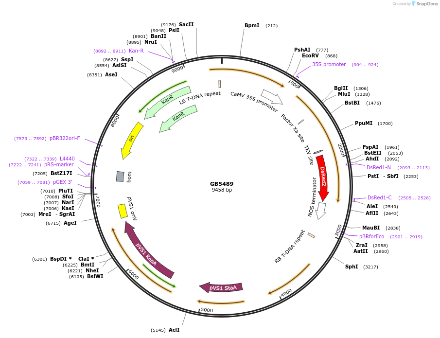 256576-plasmid-map-sequence-id-521623