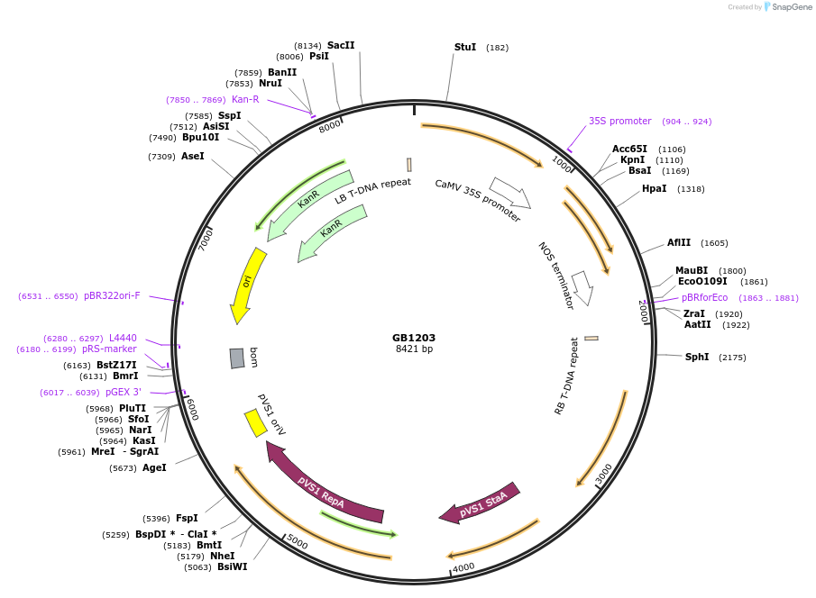 256582-plasmid-map-sequence-id-521624
