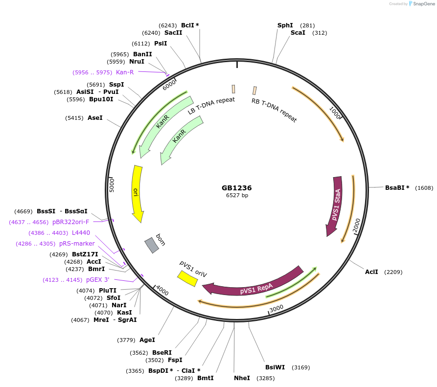 256583-plasmid-map-sequence-id-521625