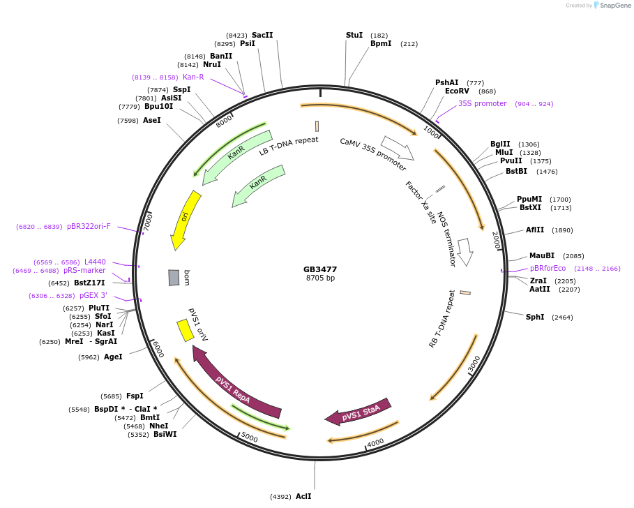 256584-plasmid-map-sequence-id-521626