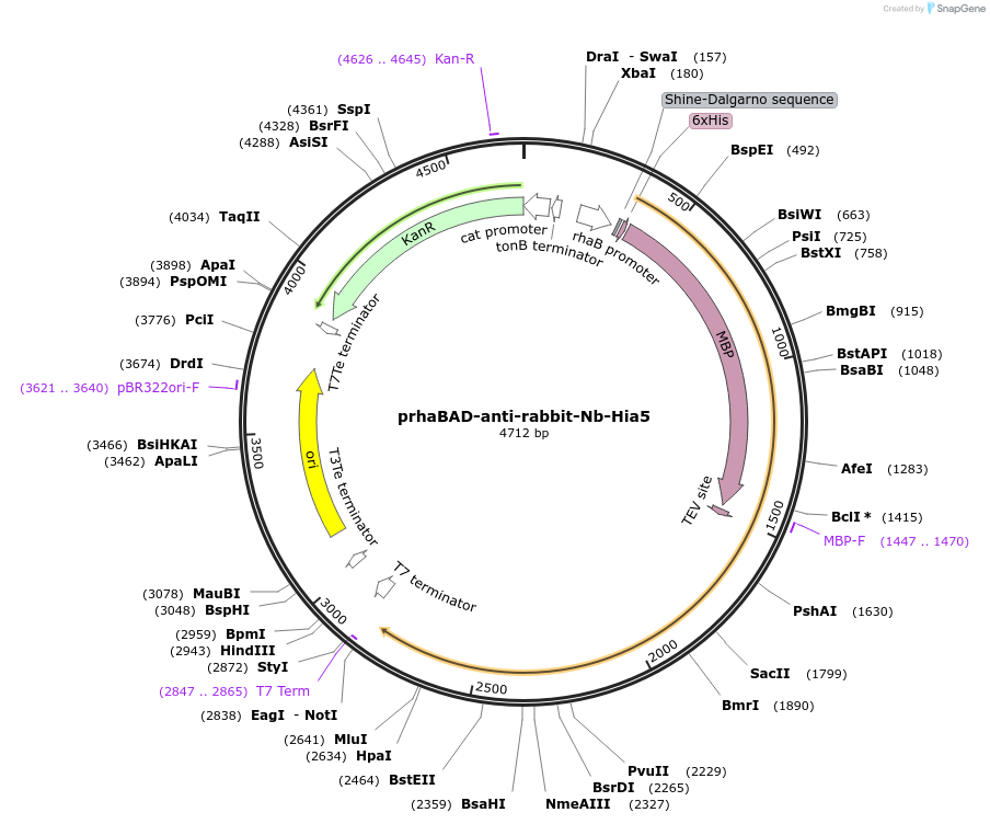 239627-plasmid-map-sequence-id-521627