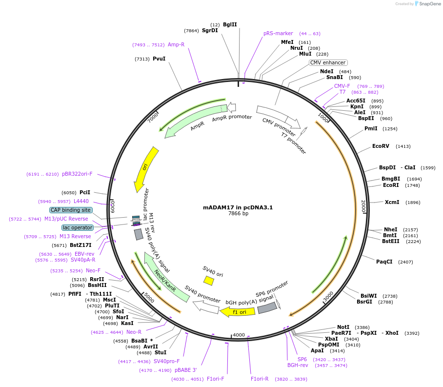 19141-plasmid-map-sequence-id-521629
