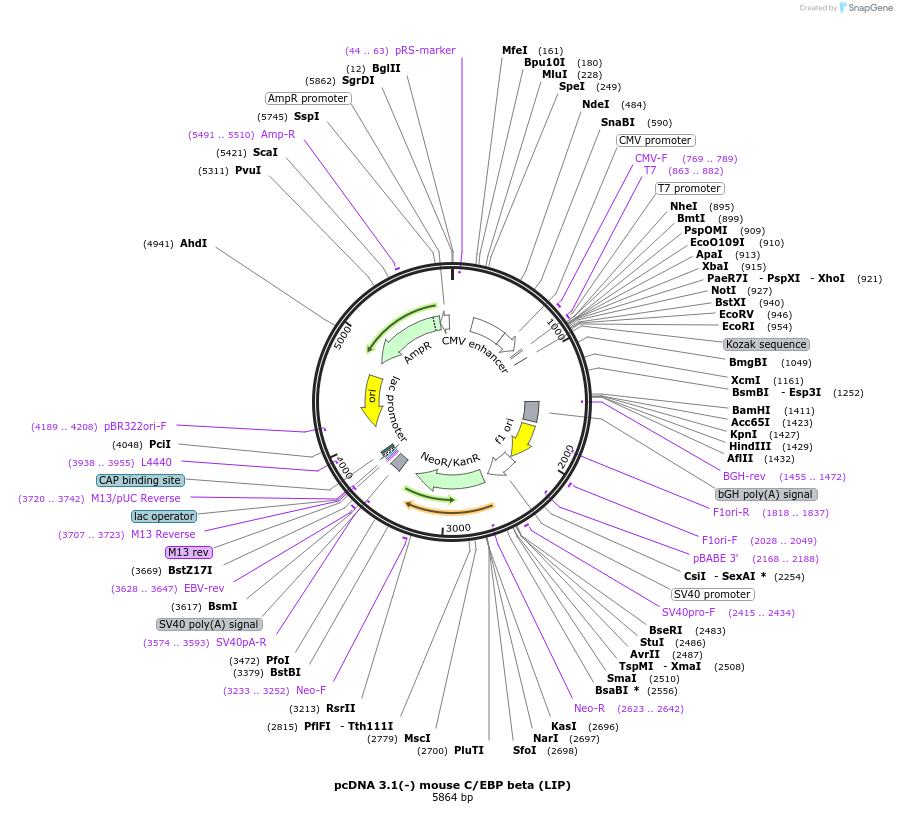 12561-plasmid-map-sequence-id-521630