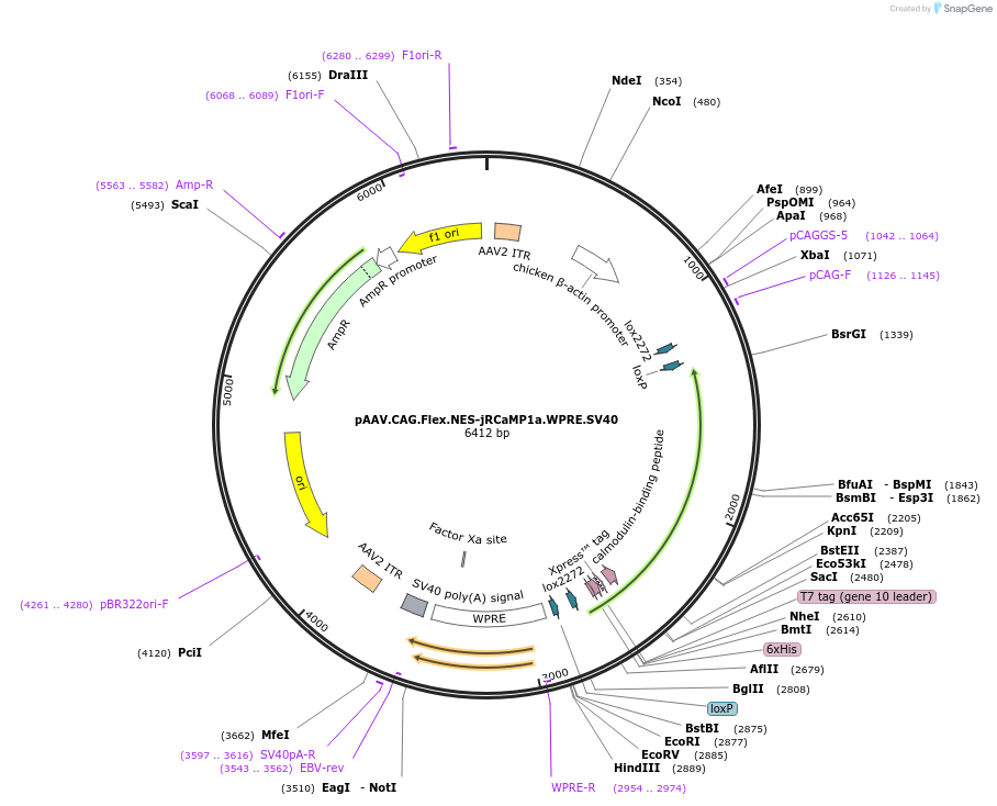 100846-plasmid-map-sequence-id-521631