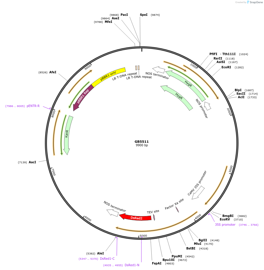 256586-plasmid-map-sequence-id-521633