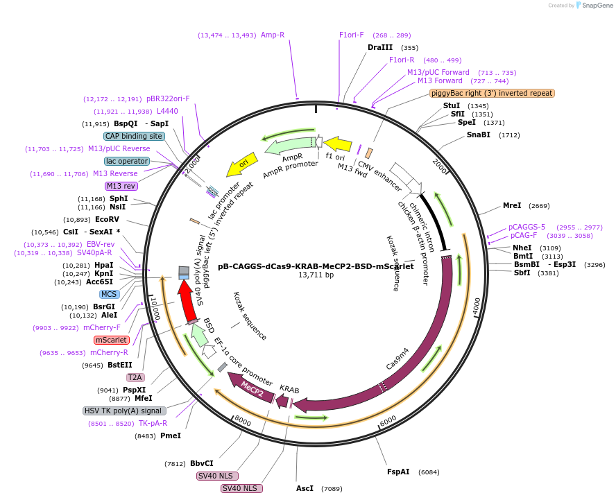 260187-plasmid-map-sequence-id-521635