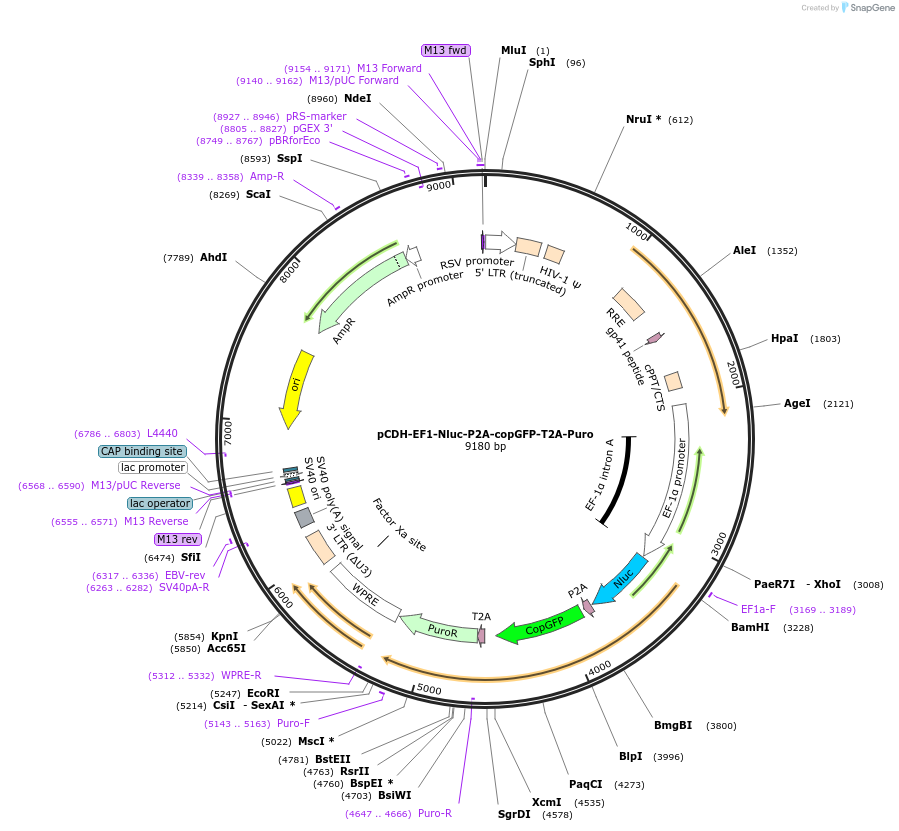 73022-plasmid-map-sequence-id-521636