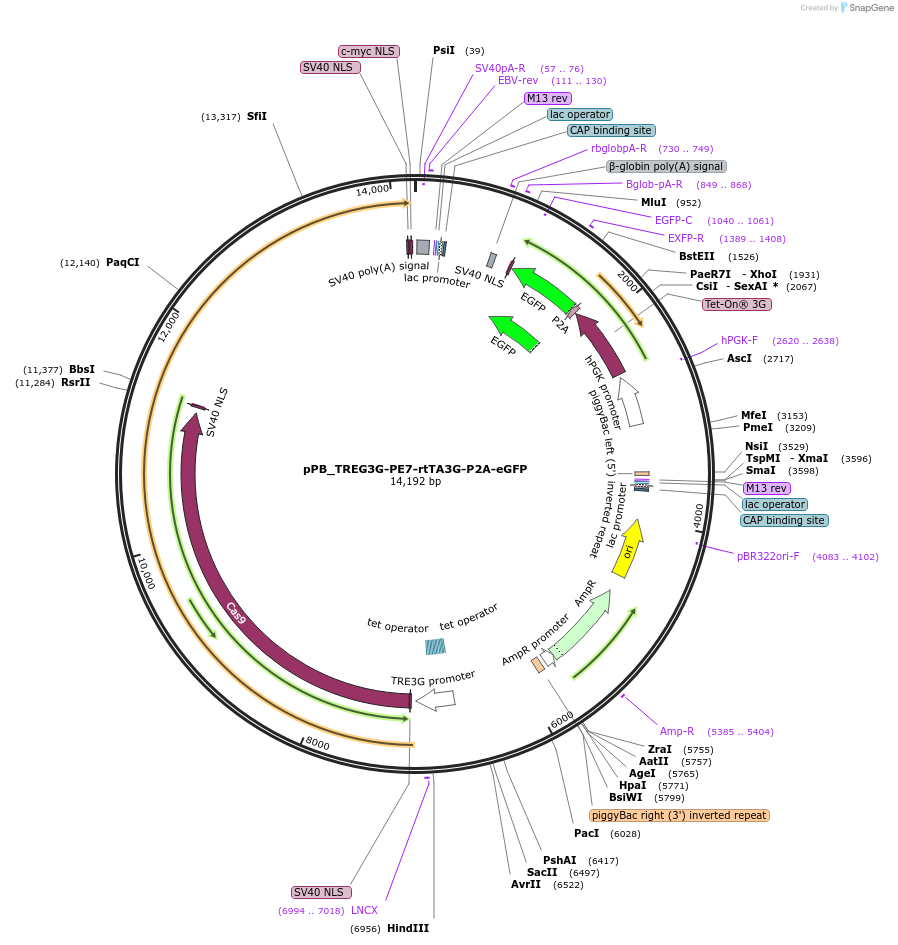260189-plasmid-map-sequence-id-521638