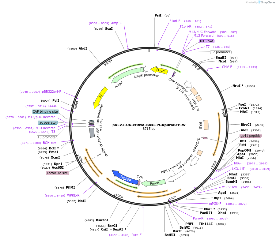 260192-plasmid-map-sequence-id-521646