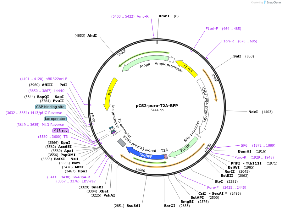 260194-plasmid-map-sequence-id-521653
