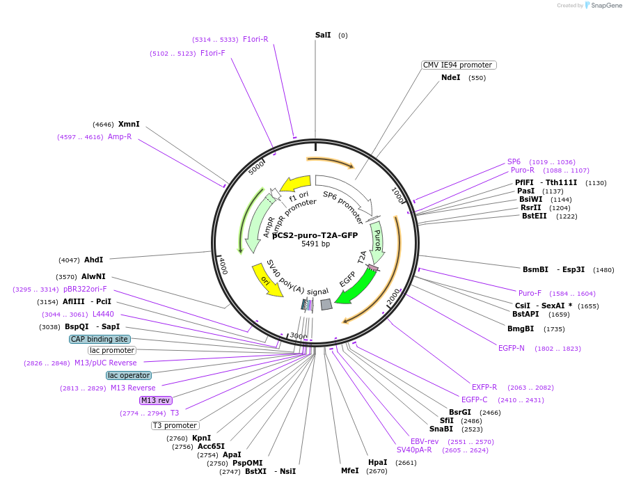 260195-plasmid-map-sequence-id-521655